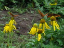 photo thumbnail #15