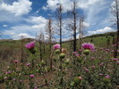 photo thumbnail #7