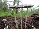 photo thumbnail #2