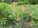 photo thumbnail #1