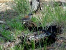 photo thumbnail #11