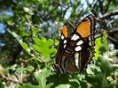 photo thumbnail #13