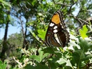 photo thumbnail #12