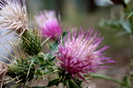 photo thumbnail #10