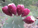 photo thumbnail #14