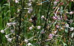 photo thumbnail #11