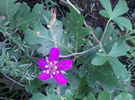photo thumbnail #1