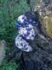 photo thumbnail #3