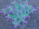 photo thumbnail #6