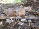 photo thumbnail #12