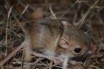 photo thumbnail #5