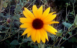 photo thumbnail #1