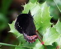 photo thumbnail #13
