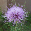 photo thumbnail #7