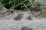 photo thumbnail #11