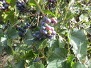 photo thumbnail #8