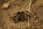 photo thumbnail #4