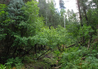 photo thumbnail #15