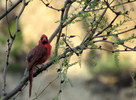 photo thumbnail #12