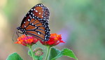 photo thumbnail #8