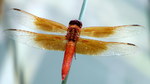 photo thumbnail #14
