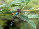photo thumbnail #13