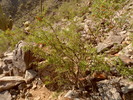 photo thumbnail #15