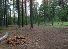 photo thumbnail #3