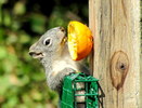 photo thumbnail #6