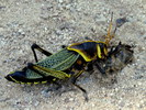 photo thumbnail #11