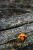 photo thumbnail #1