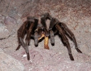 photo thumbnail #4