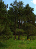 photo thumbnail #15