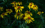photo thumbnail #5