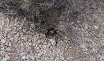 photo thumbnail #12