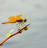 photo thumbnail #4