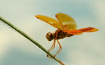 photo thumbnail #2