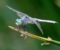 photo thumbnail #5