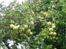 photo thumbnail #9