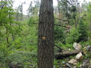 photo thumbnail #12