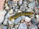 photo thumbnail #15