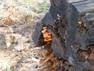 photo thumbnail #4
