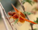 photo thumbnail #1