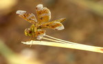 photo thumbnail #6