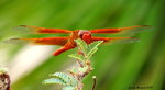photo thumbnail #5