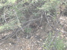 recent photo