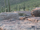 photo thumbnail #1