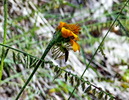 photo thumbnail #8