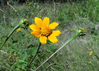 photo thumbnail #10