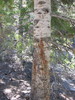 photo thumbnail #3